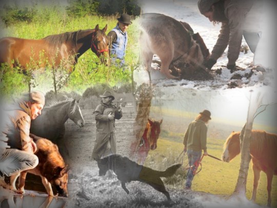 Collage animality.jpg